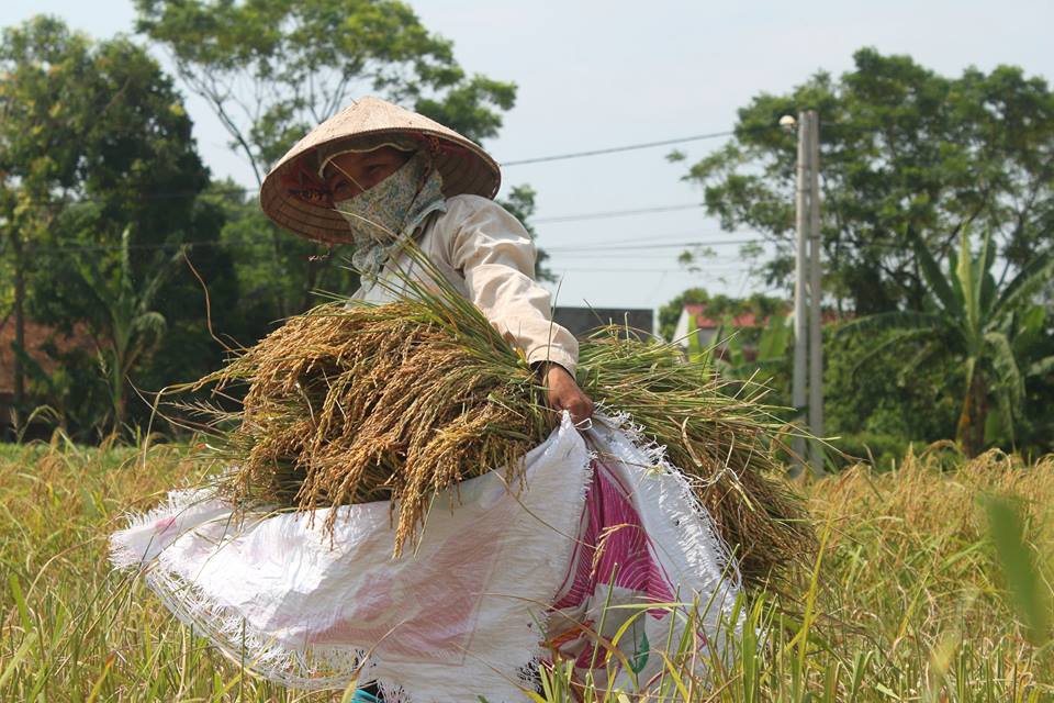 Lời giải cho bài toán tăng hiệu quả bảo vệ thương hiệu nông sản ở Thủ đô - Ảnh 1.