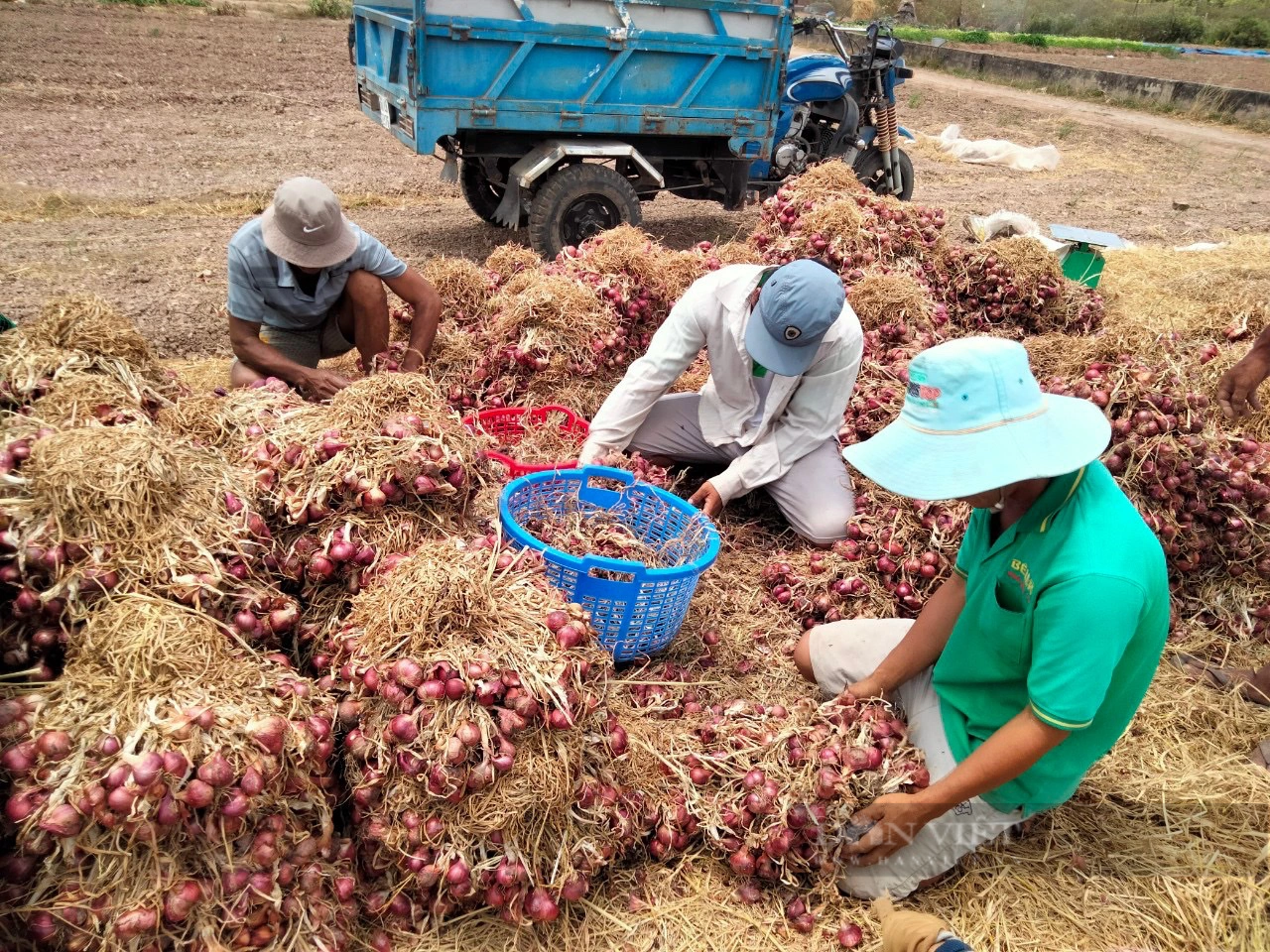 Giá hành tím tăng vọt, nông dân Sóc Trăng vui mừng vì trúng mùa, thu lãi tiền triệu - Ảnh 1.