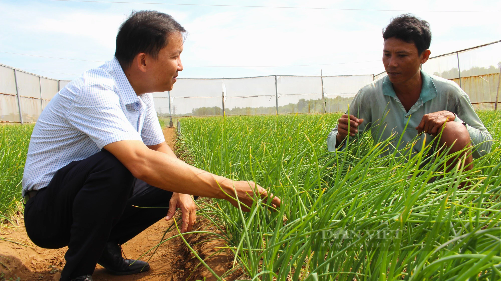 Giá hành tím tăng vọt, nông dân Sóc Trăng vui mừng vì trúng mùa, thu lãi tiền triệu - Ảnh 3.