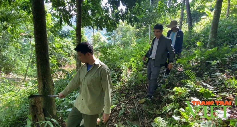 Chi trả dịch vụ môi trường rừng: Góp phần thay đổi diện mạo nông thôn ở Lai Châu - Ảnh 2. Chi trả dịch vụ môi trường rừng: Góp phần thay đổi diện mạo nông thôn ở Lai Châu - Ảnh 2.