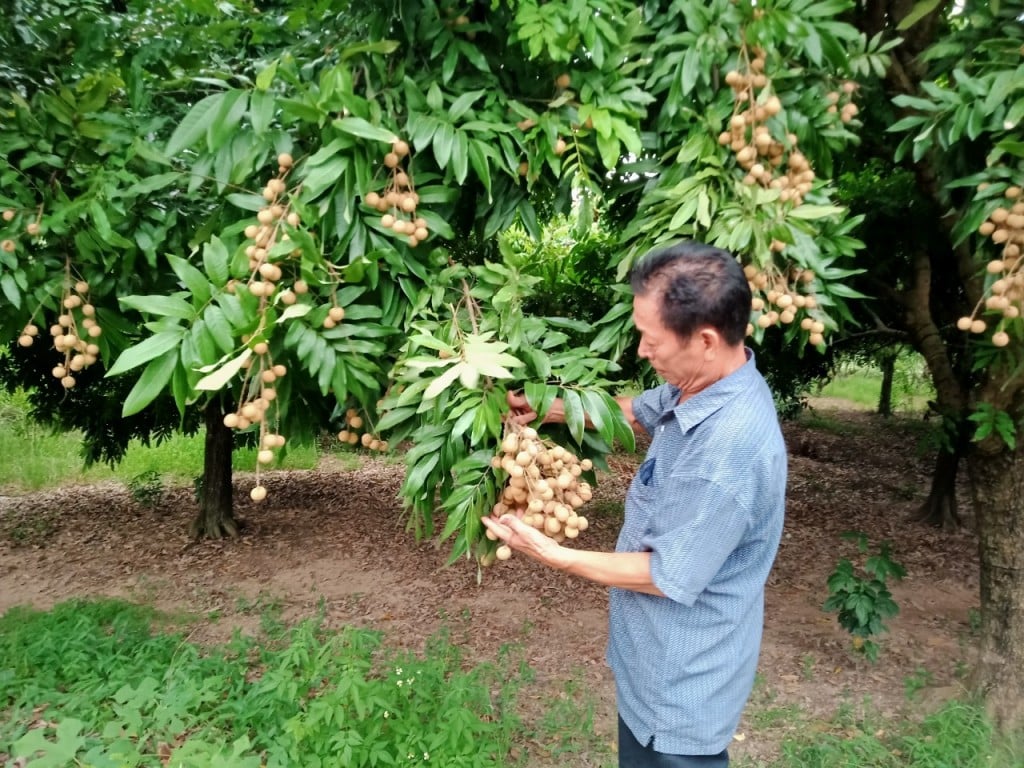 Xây dựng thương hiệu nông sản - &quot;chìa khóa&quot; để nâng cao khả năng cạnh tranh cho nông sản Thủ đô - Ảnh 2.