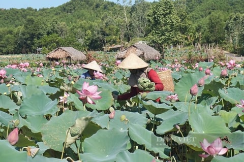 Quảng Nam: Duy Xuyên quyết tâm xây dựng huyện nông thôn mới nâng cao - Ảnh 2.