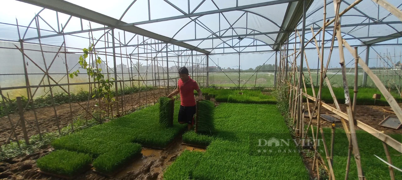 Hải Phòng: Phân hạng hàng trăm sản phẩm OCOP giai đoạn 2018 – 2023 - Ảnh 2.