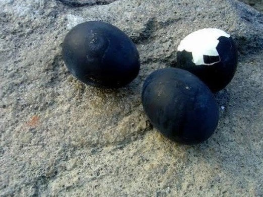 Có một giống gà vô cùng đặc biệt từ móng vuốt, chân, mỏ, lông,… trứng có giá tiền triệu, là gà gì? - Ảnh 2. Có một giống gà vô cùng đặc biệt từ móng vuốt, chân, mỏ, lông,… trứng có giá tiền triệu, là gà gì? - Ảnh 2.
