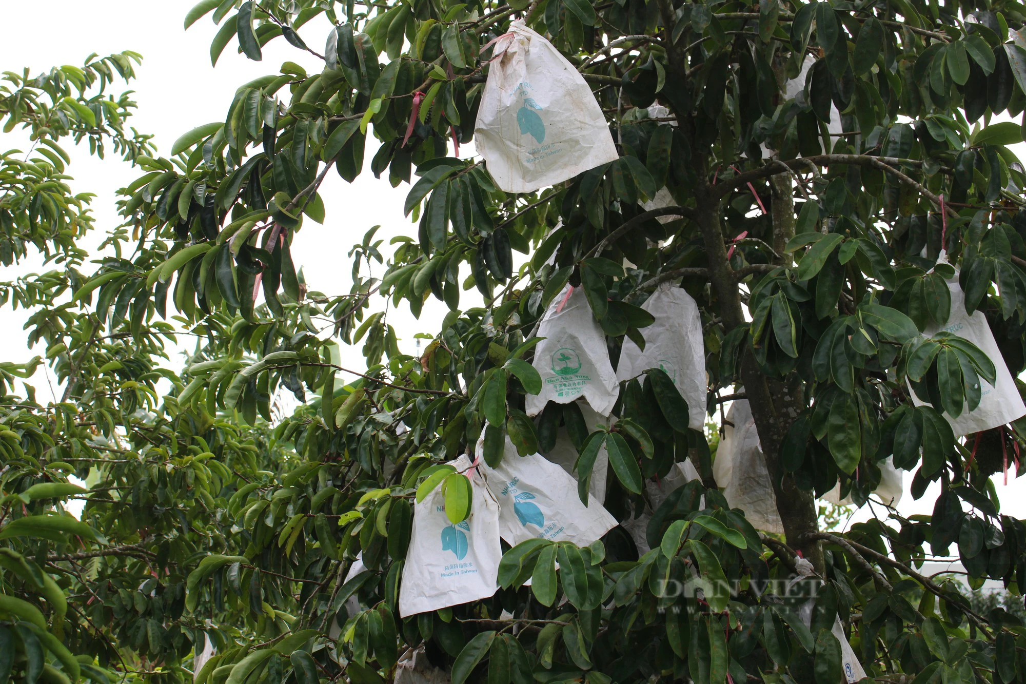 Trồng cây mãng cầu xiêm, nông dân nơi này ở Cần Thơ &quot;hái&quot; ra tiền, nhà nào cũng khá giả - Ảnh 2.