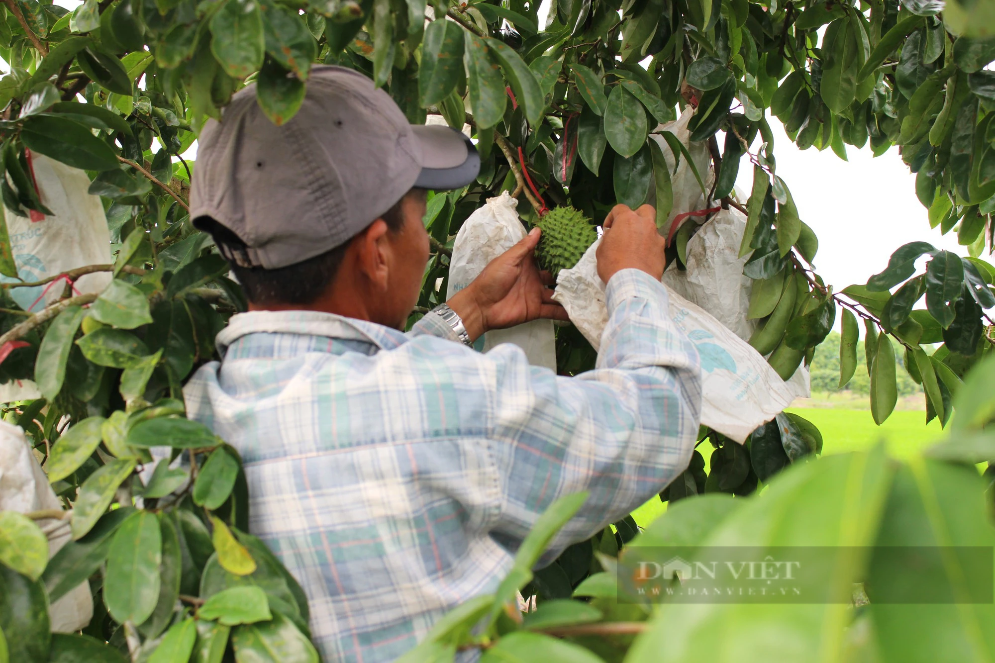 Trồng cây mãng cầu xiêm, nông dân nơi này ở Cần Thơ &quot;hái&quot; ra tiền, nhà nào cũng khá giả - Ảnh 3.