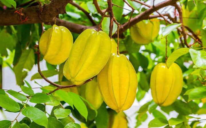Bất ngờ 5 loại trái cây hỗ trợ điều trị cảm cúm mà nhiều người không biết - Ảnh 1.