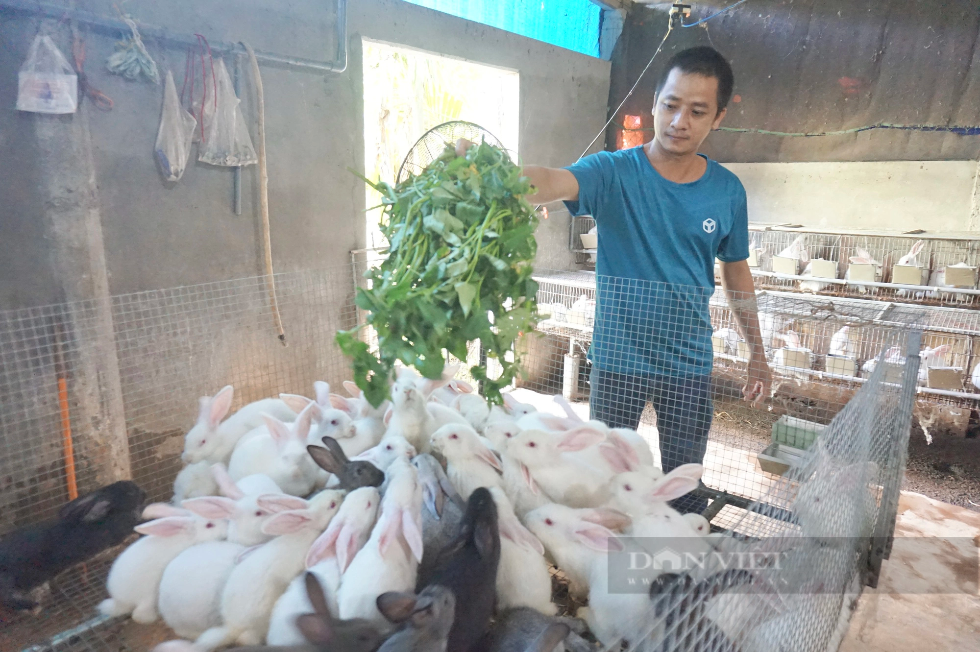 Nuôi con vật “khó tính”, anh nông dân Quảng Nam thu tiền rủng rỉnh quanh năm - Ảnh 4.