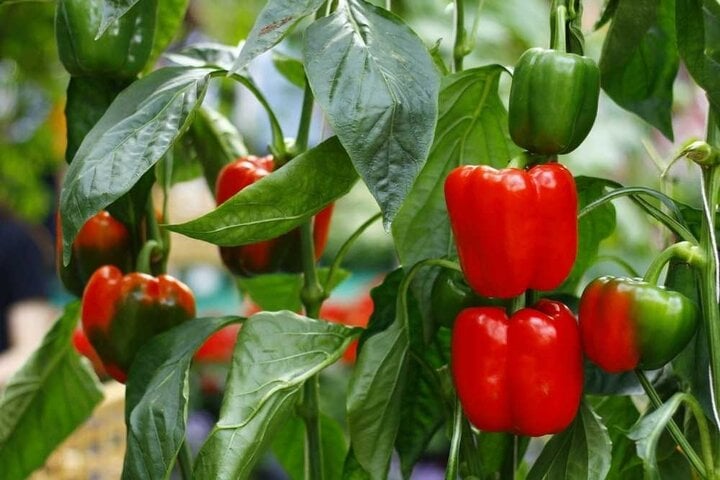 Loại rau cung cấp nhiều dinh dưỡng, bao gồm vitamin K, folate và chất xơ, đặc biệt tốt cho người bệnh thận - Ảnh 2. Loại rau cung cấp nhiều dinh dưỡng, bao gồm vitamin K, folate và chất xơ, đặc biệt tốt cho người bệnh thận - Ảnh 2.