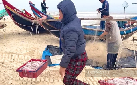 Ngư dân Quảng Bình trước nỗi lo khó tiêu thụ cá khoai khi vào mùa - Ảnh 4.