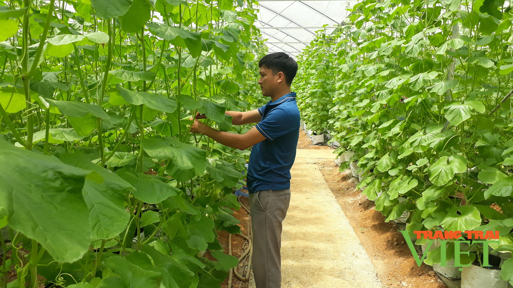 Lai Châu: Ứng dụng tiến bộ khoa học kĩ thuật vào sản xuất, nông dân Tân Uyên khá giả hẳn lên - Ảnh 1. Lai Châu: Ứng dụng tiến bộ khoa học kĩ thuật vào sản xuất, nông dân Tân Uyên khá giả hẳn lên - Ảnh 1.