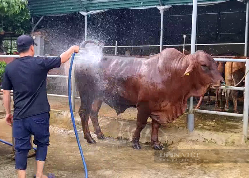 Vỗ béo “cỗ máy siêu thịt”, ông nông dân Bà Rịa – Vũng Tàu đút túi 300 triệu đồng mỗi năm ngon ơ - Ảnh 4.