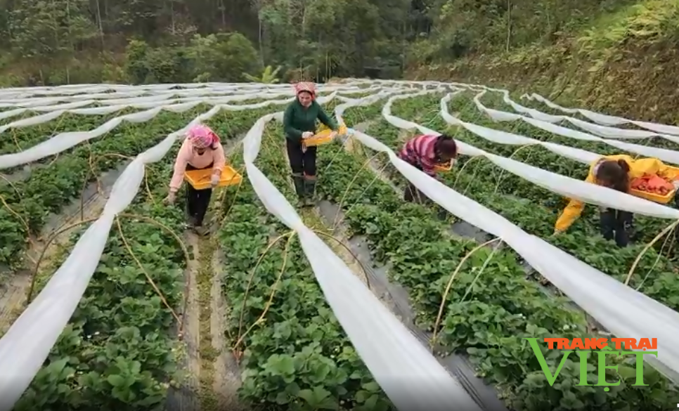 Hội Nông dân Than Uyên: Nhiều hoạt động tư vấn, hỗ trợ nông dân khởi nghiệp sáng tạo - Ảnh 1. Hội Nông dân Than Uyên: Nhiều hoạt động tư vấn, hỗ trợ nông dân khởi nghiệp sáng tạo - Ảnh 1.
