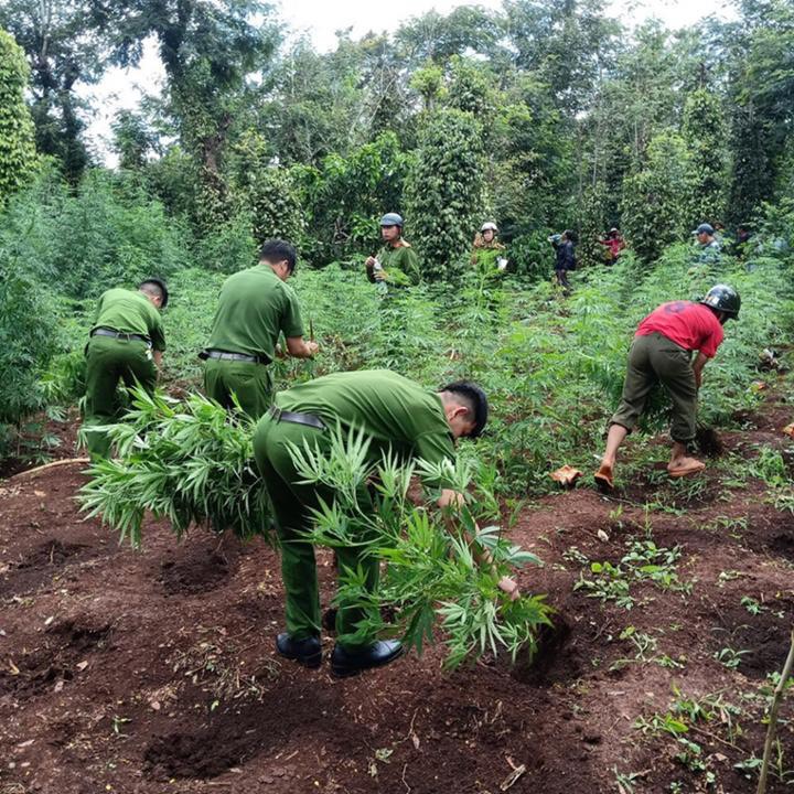 Ngăn chặn tình trạng tái trồng cây có chứa chất ma túy ở Tây Nguyên (Kỳ 1)- Ảnh 4.