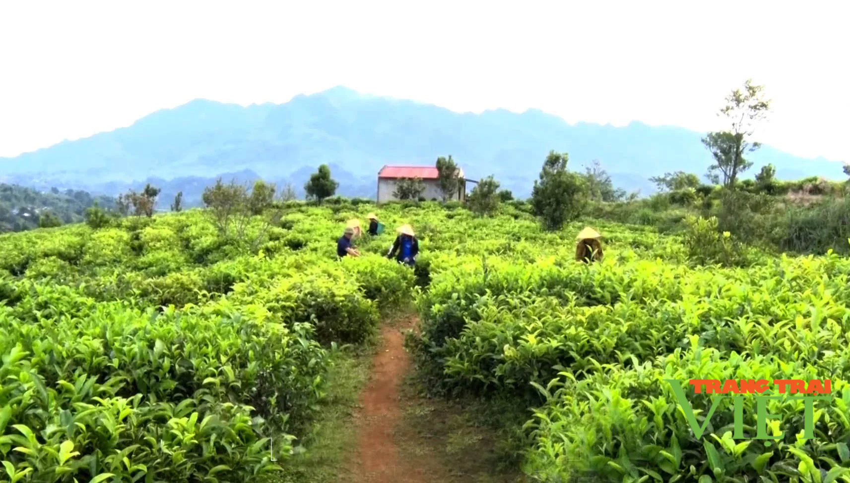 Lai Châu: Trồng chè Shan Tuyết, dân vùng này có thu nhập khá hơn - Ảnh 1.