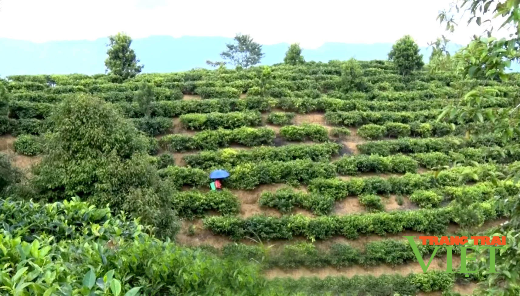 Lai Châu: Trồng chè Shan Tuyết, dân vùng này có thu nhập khá hơn - Ảnh 3.