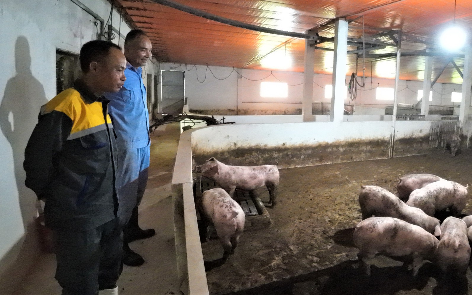 Năm nay, không doanh nghiệp hay người nuôi lợn nào &quot;dám khoe tôi có lãi&quot; - Ảnh 1.
