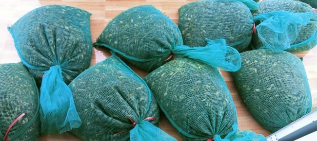 Hội Nông dân tỉnh Thừa Thiên Huế hỗ trợ giống rạm đồng cho hội viên - Ảnh 2.