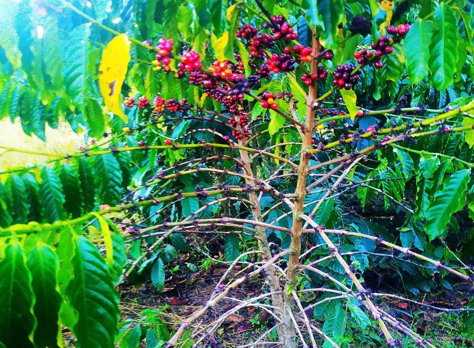 Giá cà phê đạt gần 70 ngàn đồng/kg nhân, người dân Lâm Đồng “mất ăn, mất ngủ” vì “cà tặc” - Ảnh 3.
