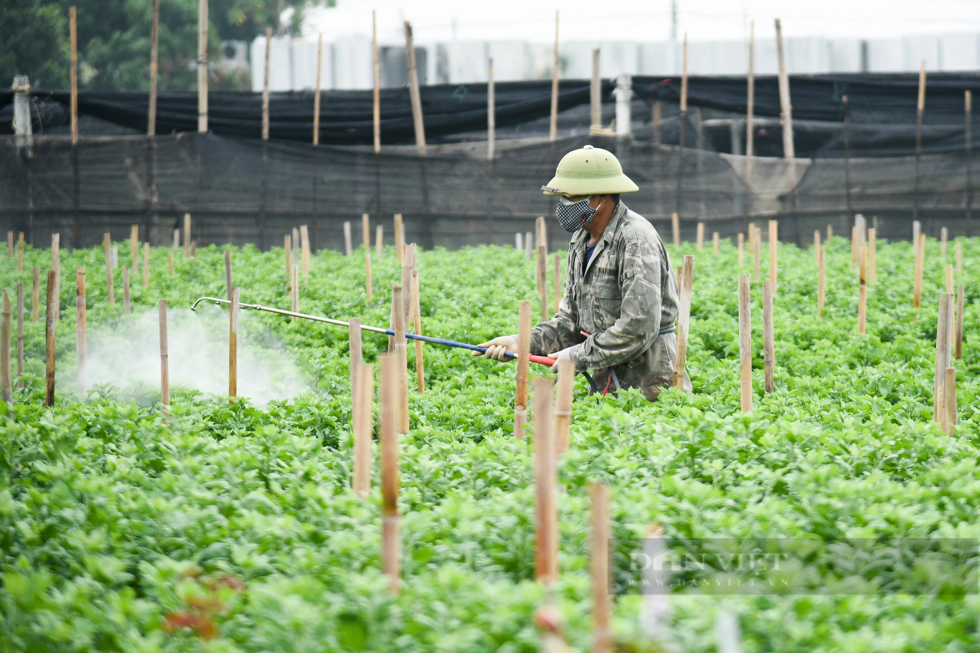 Người trồng hoa ở Hà Nội chong đèn xuyên đêm giữa tiết trời mưa rét lạnh giá- Ảnh 3.