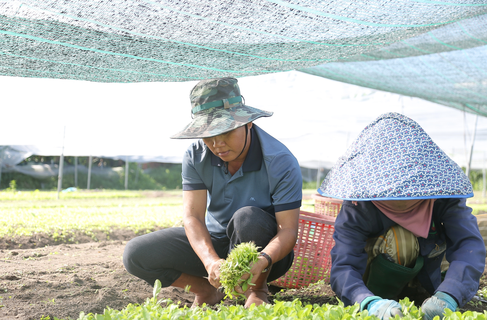 Nông nghiệp, nông dân, nông thôn TP.HCM cần được tuyên truyền sâu, rộng - Ảnh 3.