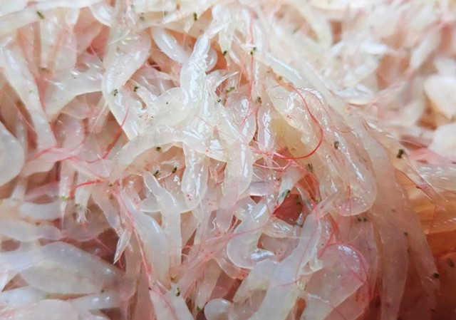 Không phải tôm, đây là loại hải sản rẻ tiền nhưng cực giàu canxi, đỡ nhức xương, ăn kiểu gì cũng ngon - Ảnh 1. Không phải tôm, đây là loại hải sản rẻ tiền nhưng cực giàu canxi, đỡ nhức xương, ăn kiểu gì cũng ngon - Ảnh 1.