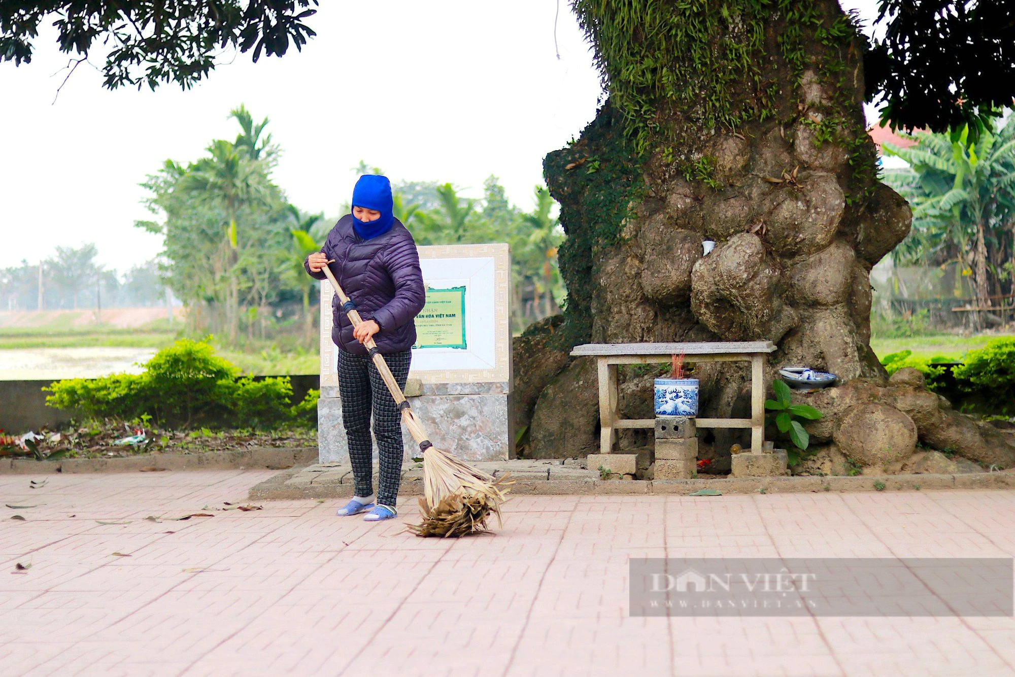 Cây trôi hơn 400 tuổi ở Hà Tĩnh được cả làng xem như báu vật cùng nhau bảo vệ - Ảnh 7.