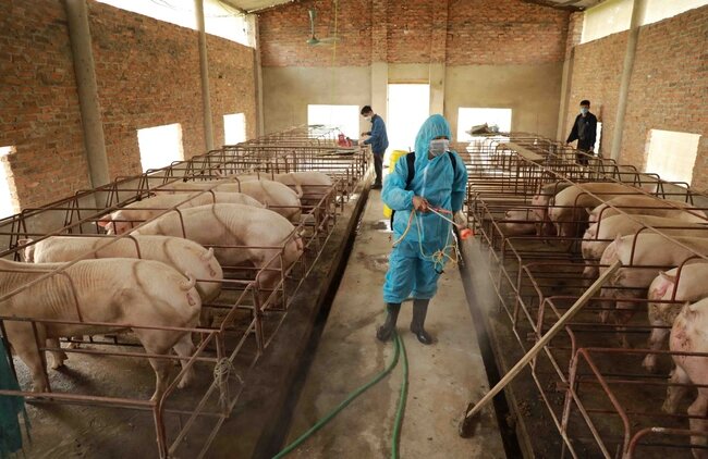 Xử phạt một số đơn vị trong lĩnh vực thú y, chăn nuôi trên địa bàn TP.HCM - Ảnh 1.
