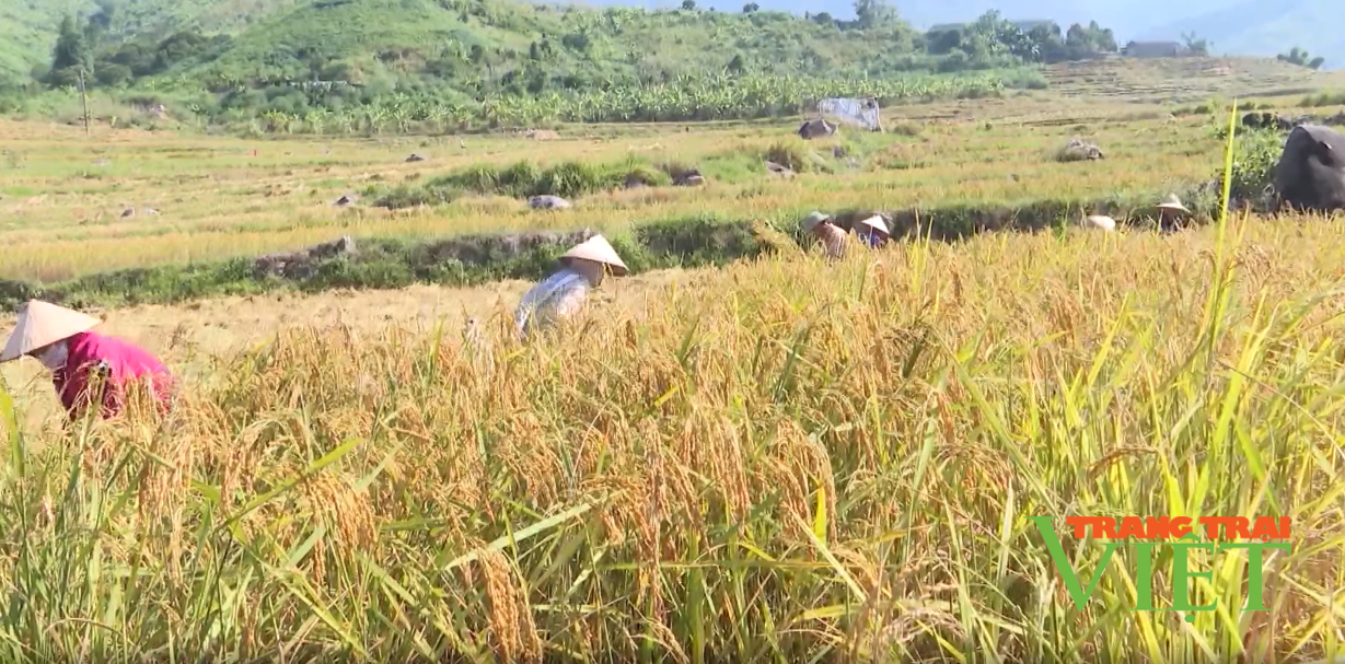 Lai Châu: Nông dân xã Bản Lang chung tay bảo vệ môi trường - Ảnh 1. Lai Châu: Nông dân xã Bản Lang chung tay bảo vệ môi trường - Ảnh 1.