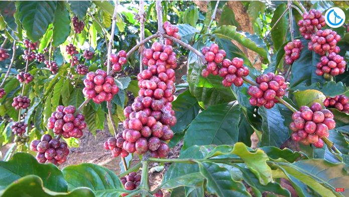 Giá Robusta lập đỉnh lịch sử mới, còn Arabica đạt mức cao nhất 2,5 tháng - Ảnh 3.