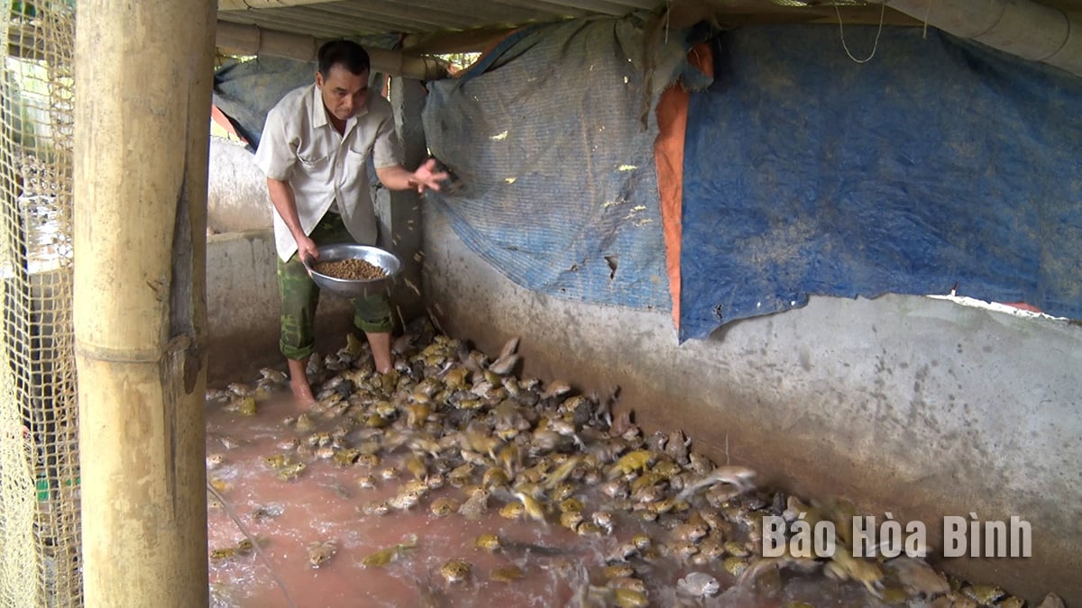 Làm cái chuồng bé, tưởng một người Hòa Bình thả lợn, ai ngờ ông nuôi con đẻ rõ lắm, bán lứa nào lãi lứa ấy - Ảnh 1.