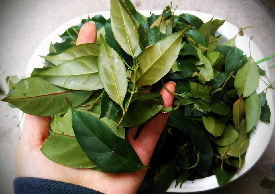 Loại cây có tên đọc 'méo cả mồm', giúp giải nhiệt, tiêu độc, trị dạ dày cực hiệu quả - Ảnh 3. Loại cây có tên đọc 'méo cả mồm', giúp giải nhiệt, tiêu độc, trị dạ dày cực hiệu quả - Ảnh 3.