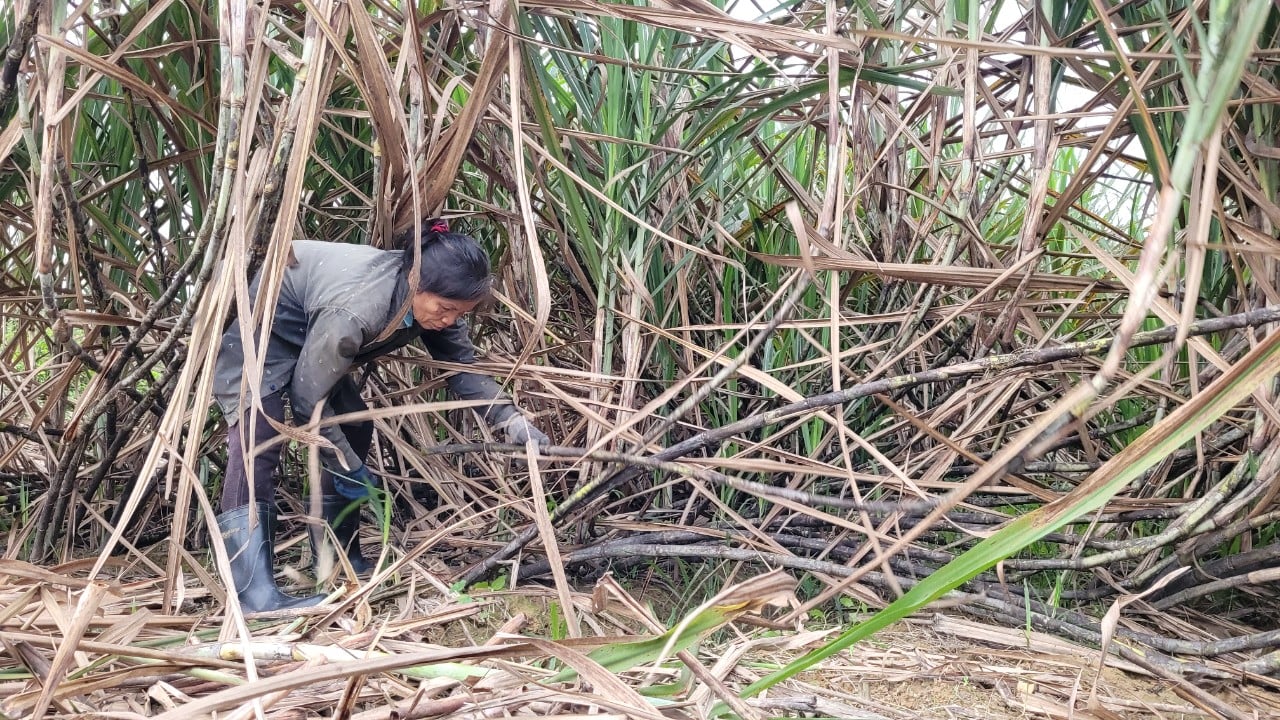 “Thủ phủ” mật mía Hà Tĩnh tất bật vào mùa sản xuất cho dịp tết Nguyên đán- Ảnh 3.
