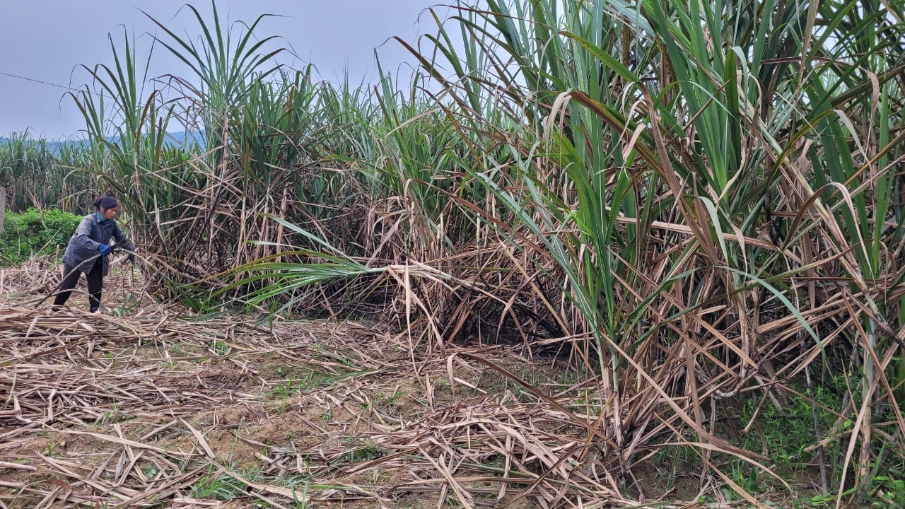 “Thủ phủ” mật mía Hà Tĩnh tất bật vào mùa sản xuất cho dịp tết Nguyên đán- Ảnh 4.