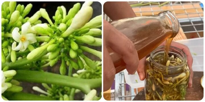 Cách uống hoa đu đủ đực ngâm mật ong để hỗ trợ chữa bệnh - Ảnh 1. Cách uống hoa đu đủ đực ngâm mật ong để hỗ trợ chữa bệnh - Ảnh 1.