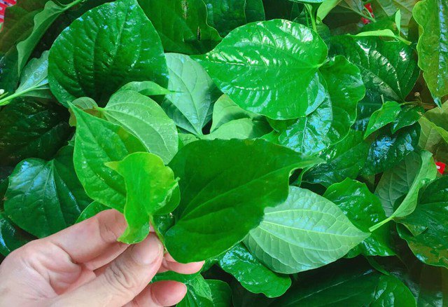 Đau nhức xương khớp mùa đông có thể được cải thiện khi ăn thứ lá quen thuộc này - Ảnh 1.