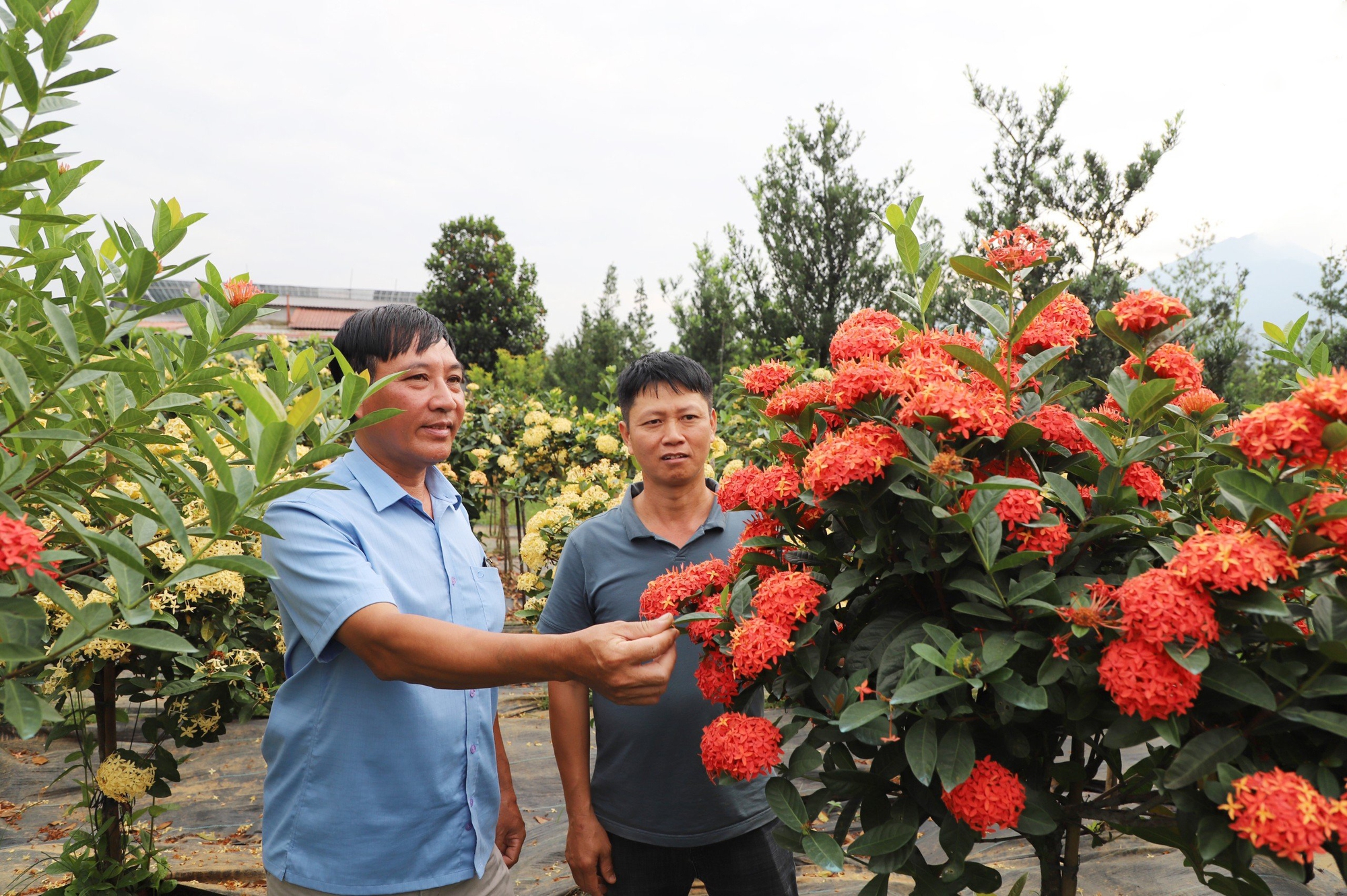 Phát triển toàn diện, Mỹ Tân hướng tới thôn NTM kiểu mẫu - Ảnh 1.