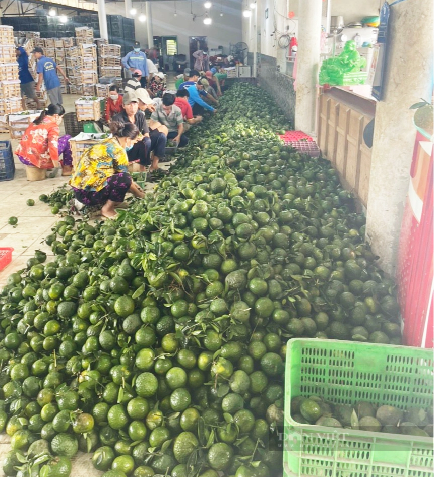 Giá cam sành giảm sâu, nông dân Vĩnh Long lỗ nặng - Ảnh 3.