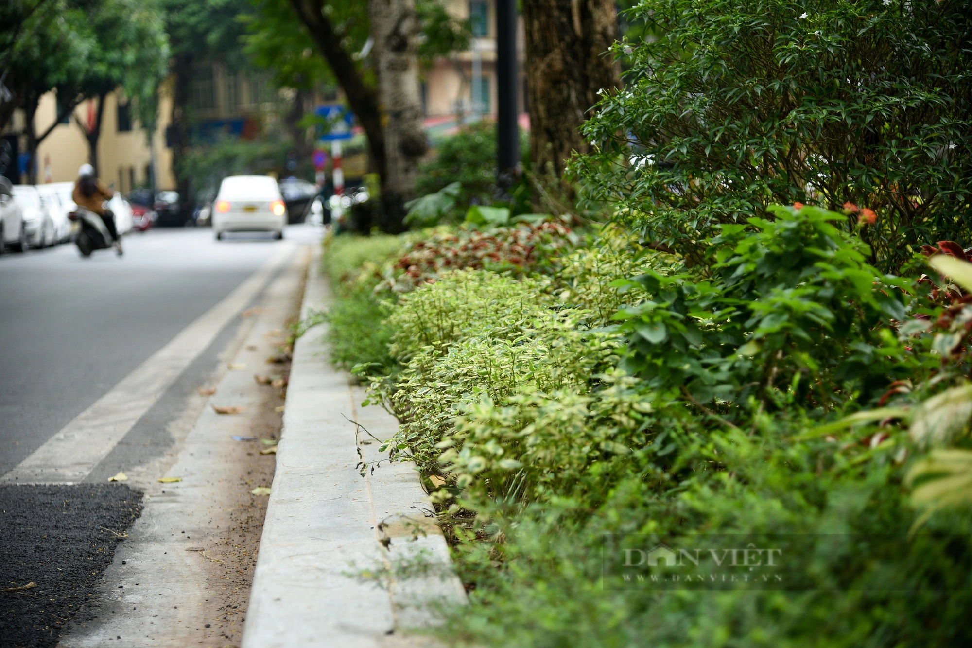 Hiện trạng vườn hoa ở Hà Nội vừa được đầu tư 3 tỷ đồng để cải tạo - Ảnh 10.