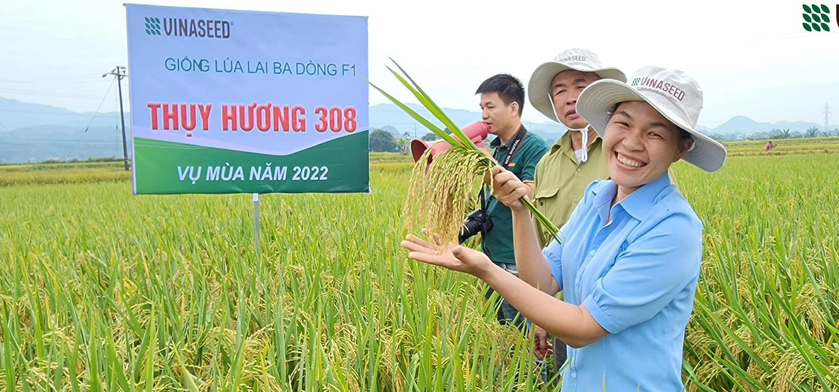 Thụy Hương 308 - Giống lúa lai ba dòng mang đến năng suất “khủng” - Ảnh 2.
