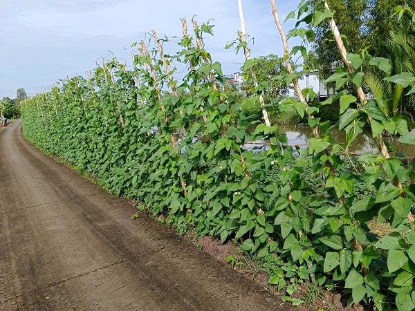 Trồng hoa màu ven đường nông thôn mới ở Cà Mau, cảnh quan đẹp như phim, lãi gấp 3-4 lần làm lúa - Ảnh 4.