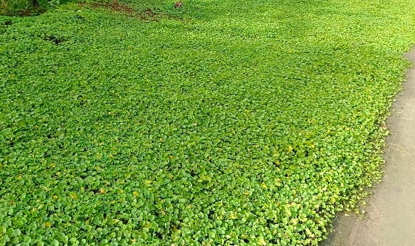 Trồng hoa màu ven đường nông thôn mới ở Cà Mau, cảnh quan đẹp như phim, lãi gấp 3-4 lần làm lúa - Ảnh 3.