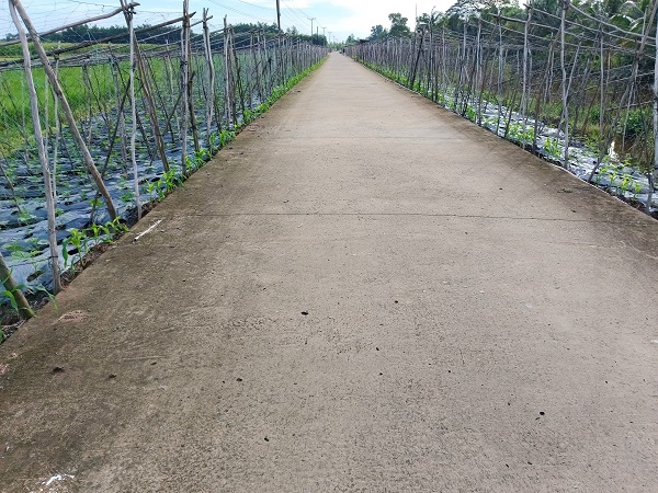 Trồng hoa màu ven đường nông thôn mới ở Cà Mau, cảnh quan đẹp như phim, lãi gấp 3-4 lần làm lúa - Ảnh 2.
