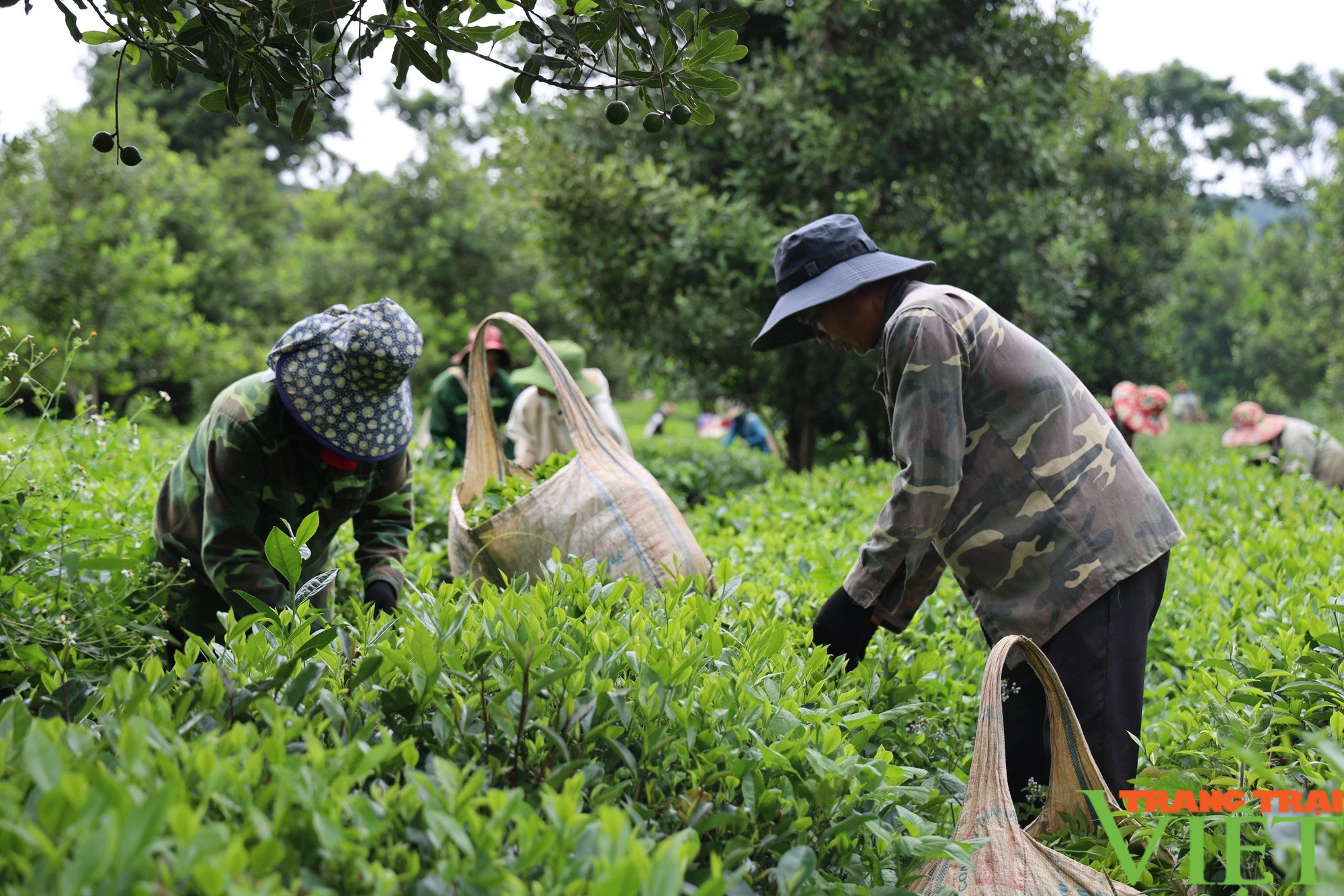 Sơn La: Xây dựng vùng nguyên liệu sản xuất và tiêu thụ nông sản trên địa bàn tỉnh Sơn La - Ảnh 5.