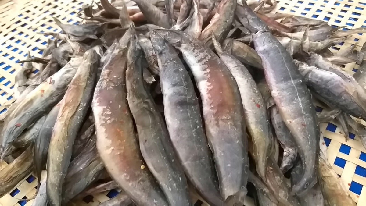 Loại cá giàu chất đạm, là “nhân sâm dưới nước”, được dùng làm cả thuốc trong đông y - Ảnh 9. Loại cá giàu chất đạm, là “nhân sâm dưới nước”, được dùng làm cả thuốc trong đông y - Ảnh 9.