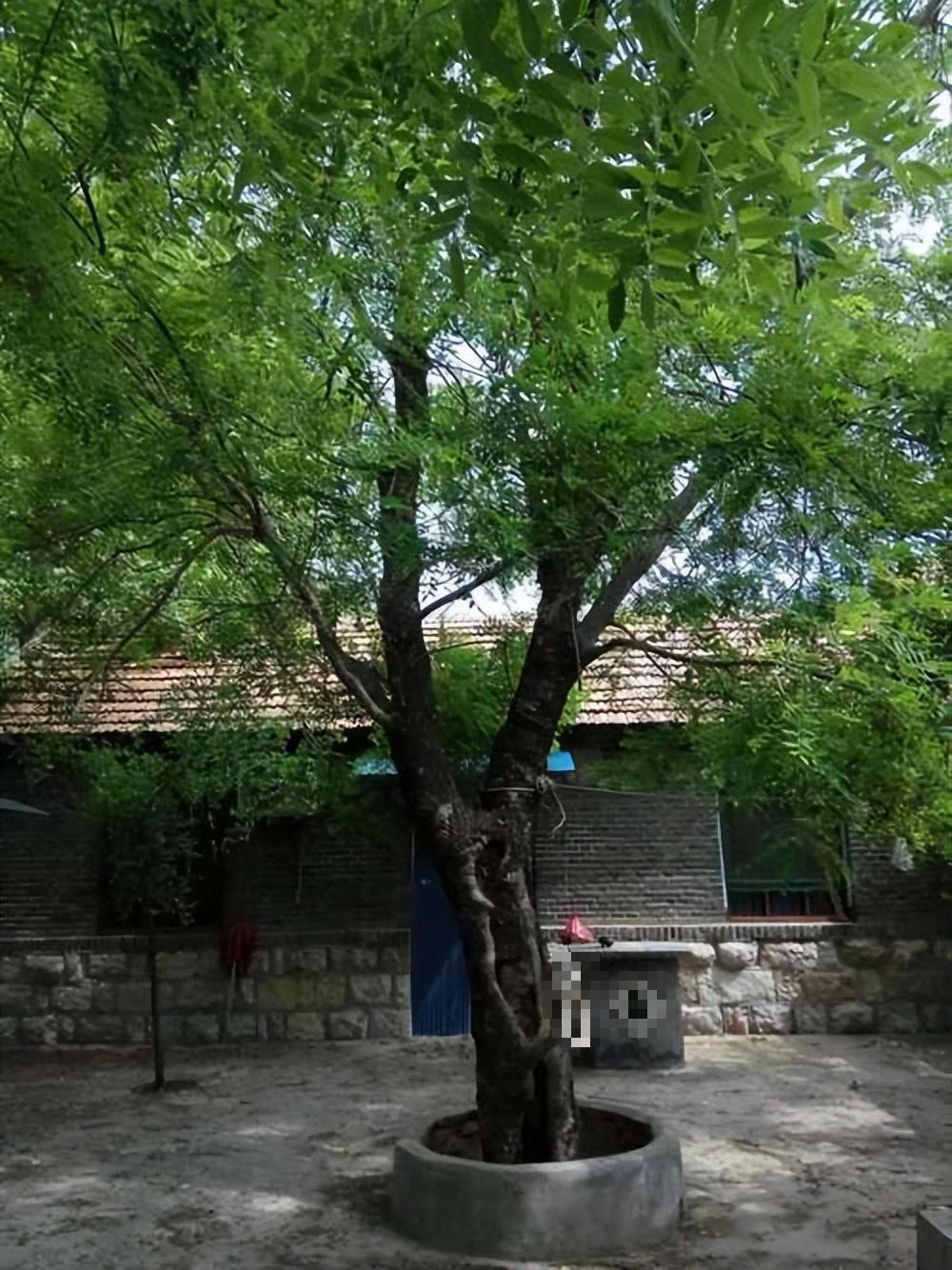 Người xưa dặn: &quot;Cây âm không vào cửa, cây dương không ở mồ&quot;, tại sao vậy?  - Ảnh 4.