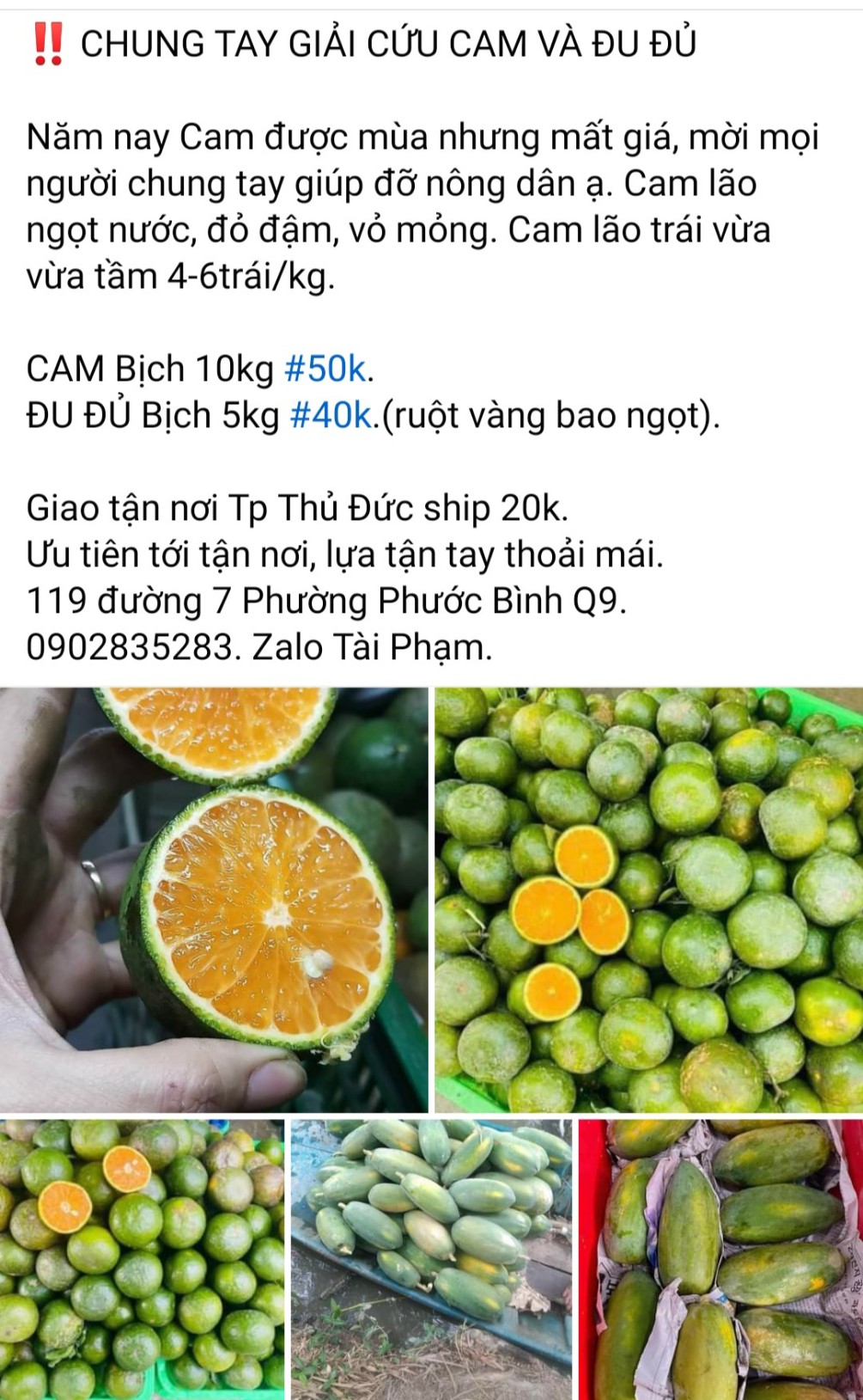 Cam sành miền Tây rớt giá thê thảm, bán lẻ chỉ còn 5.000 đồng/kg, người Sài Gòn thi nhau bán cam - Ảnh 4.