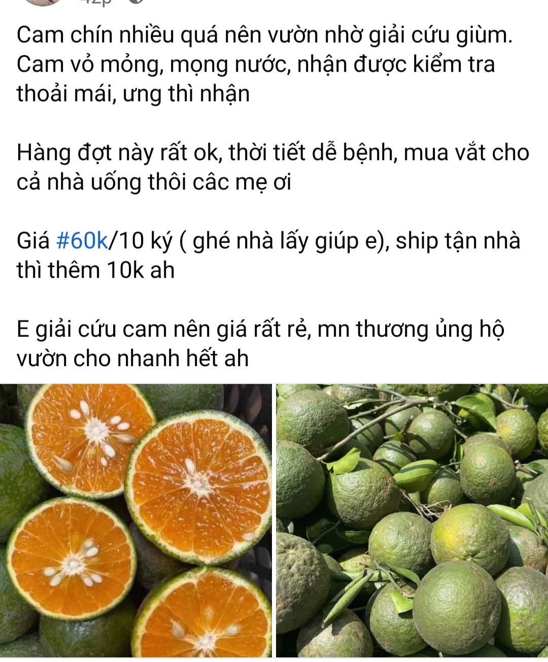 Cam sành miền Tây rớt giá thê thảm, bán lẻ chỉ còn 5.000 đồng/kg, người Sài Gòn thi nhau bán cam - Ảnh 5.