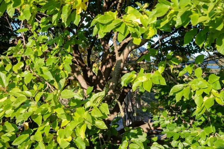 Người xưa dặn: &quot;Cây âm không vào cửa, cây dương không ở mồ&quot;, tại sao vậy?  - Ảnh 3.