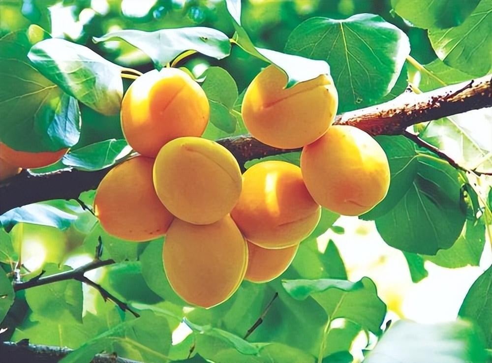 Người xưa dặn: &quot;Cây âm không vào cửa, cây dương không ở mồ&quot;, tại sao vậy?  - Ảnh 7.
